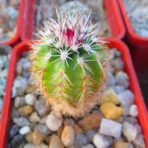 echinocereus russanthus