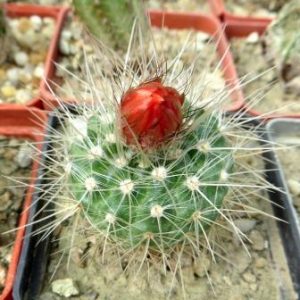 parodia penicillata nivosa