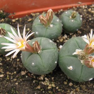 Lophophora alberto-vojtechii GM1087 насіння