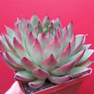 Echeveria agavoides Cristmas