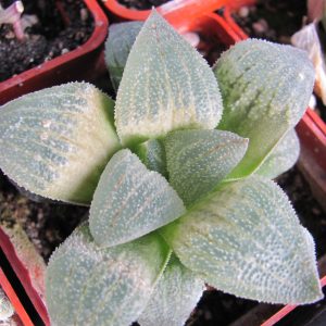 Haworthia pygmaea