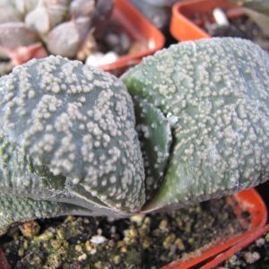 Gasteria armstrongii    Japan