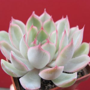 Echeveria Orion