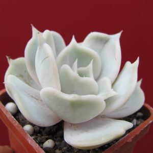 Echeveria lilacina Rosea