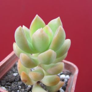 Sedum adolphii