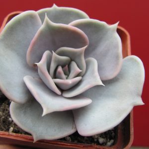 Echeveria lilacina