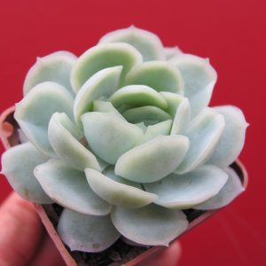 Echeveria Snоw Ball
