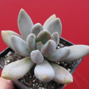 Pachyveria fittkaui
