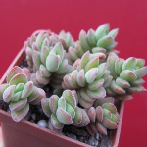Crassula velutina