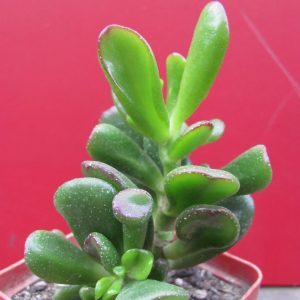 Crassula ovata Gollum
