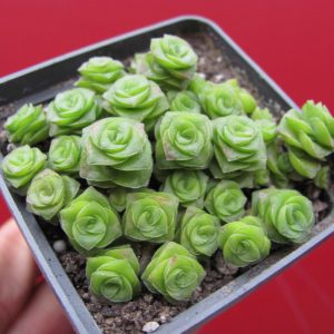 Crassula socialis