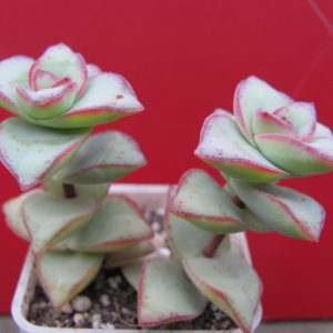 Crassula perforata  *String of Buttons*