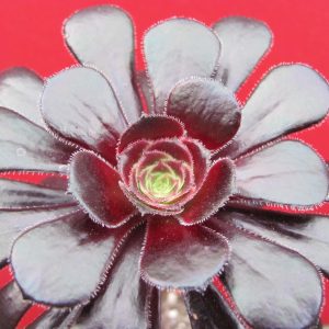 Aeonium schwarzkopf