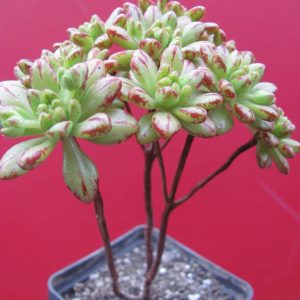 Aeonium sedifolium