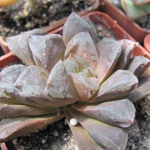 Haworthia ......       Japan