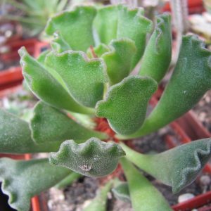 Adromischus triginus