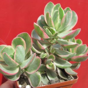Crassula nudicaulis variegata