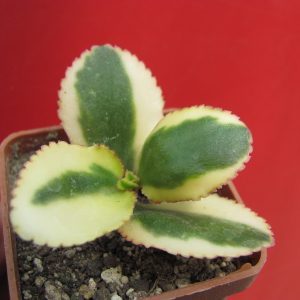 Crassula *Comet*