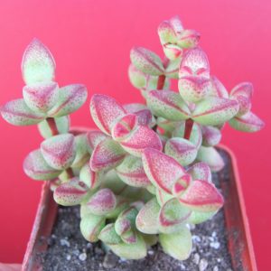 Crassula laginosa