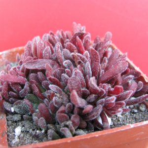 Crassula pubescens