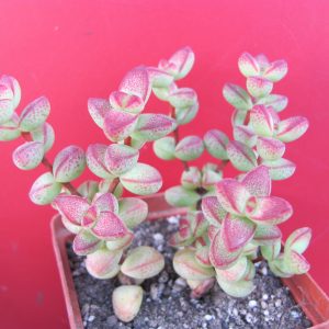 Crassula laginosa