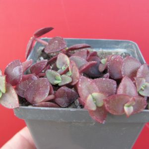 Crassula pellucida nigra