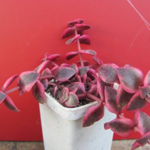 Crassula pellucida variegata