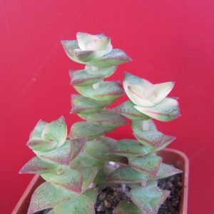 Crassula perforata variegata