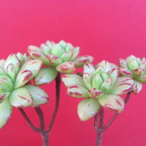 Aeonium sedifolium