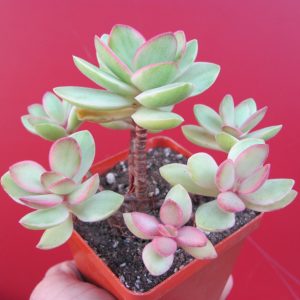 Crassula nudicaulis variegata