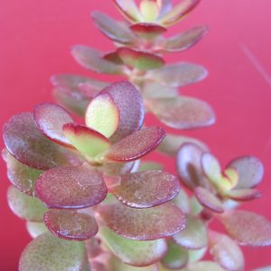 Crassula ovata minor