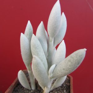 Senecio haworthioides