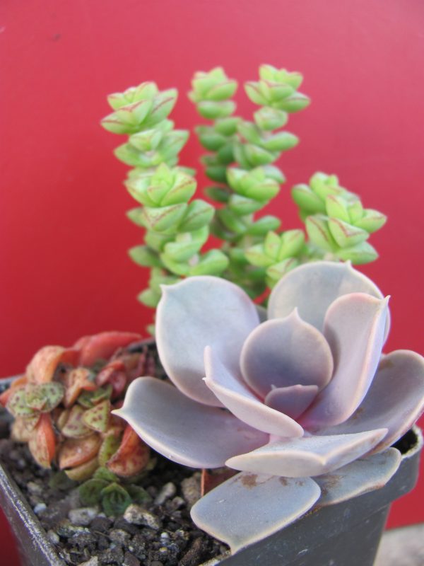 IMG_5972