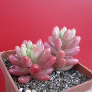 Sedum Aurora