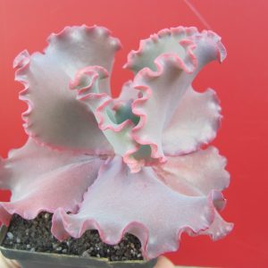 Echeveria Silveron Red