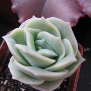 Echeveria Lovely Rose