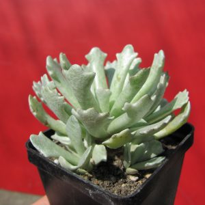 Senecio scoposus addoensis