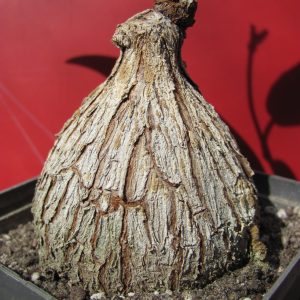 Fockea natalensis