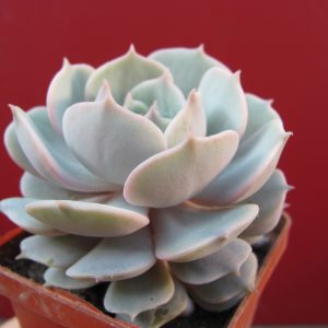 Echeveria Lola