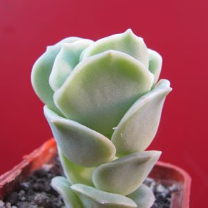 Echeveria Lovely Rose