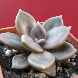Echeveria xichuensis