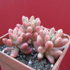 Sedum Aurora