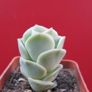 Echeveria Lovely Rose