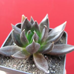 Echeveria Black Knight