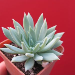Dudleya farinosa