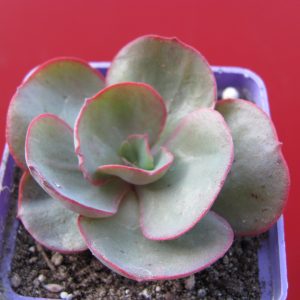 Echeveria Suyon