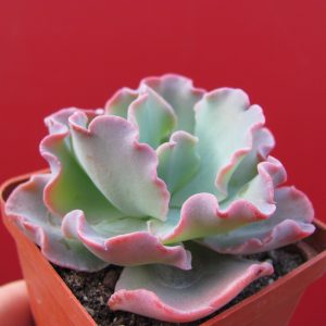 Echeveria Blue Curls