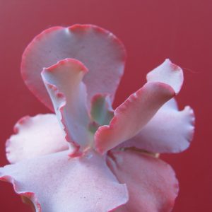 Echeveria Silveron Red