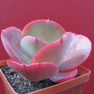 Echeveria Fire Light