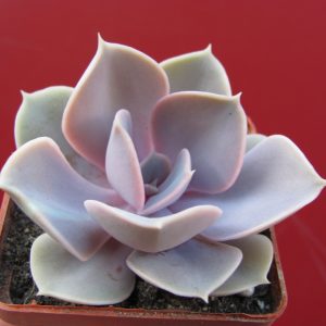 Echeveria Perle von Nurnberg